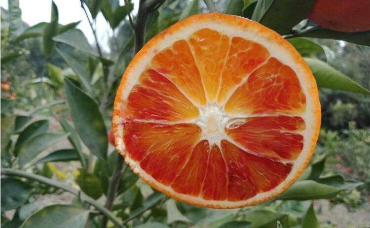 怎樣辨別真假血橙