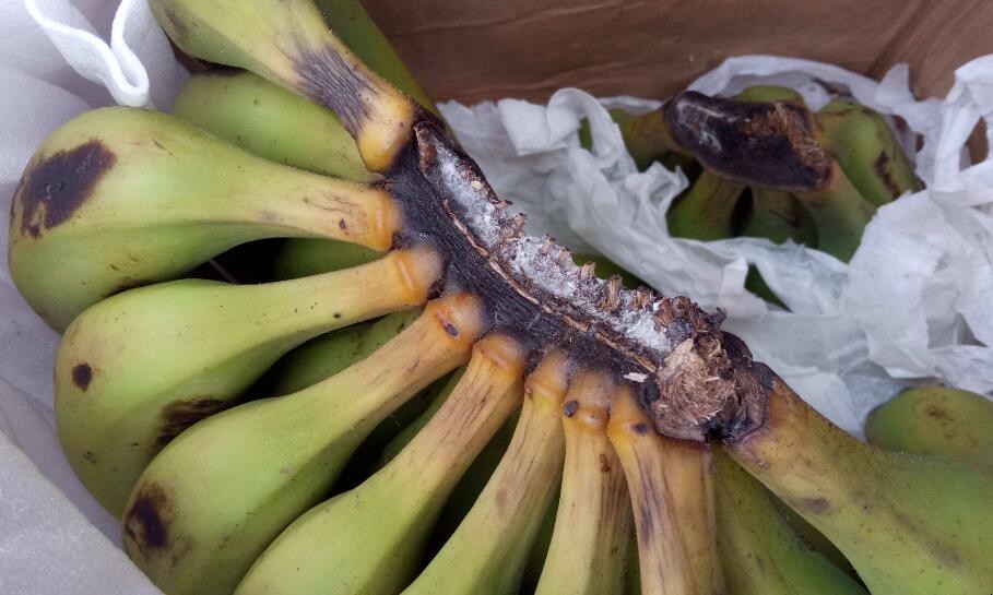 香蕉不熟怎麼催熟