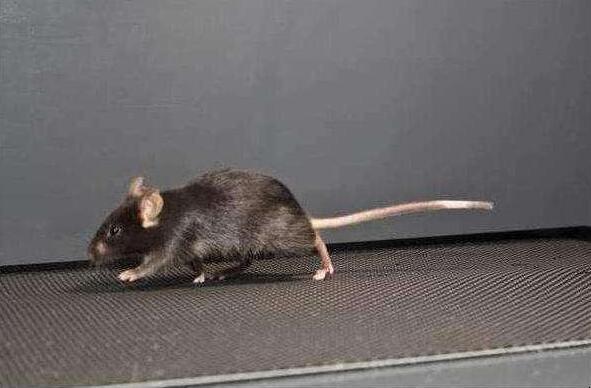 傢裡有老鼠怎麼趕走