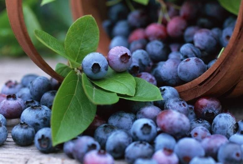 藍莓放兩天會變甜嗎