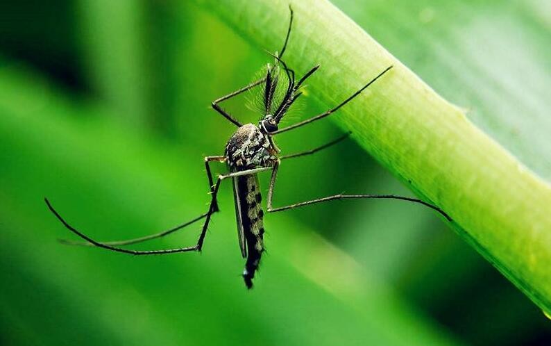 防止蚊子咬的方法有哪些
