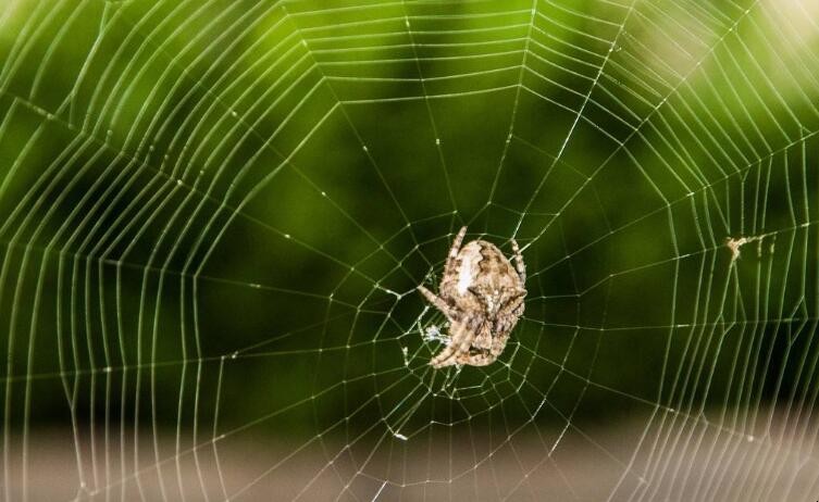 如何打掃墻上的蜘蛛網