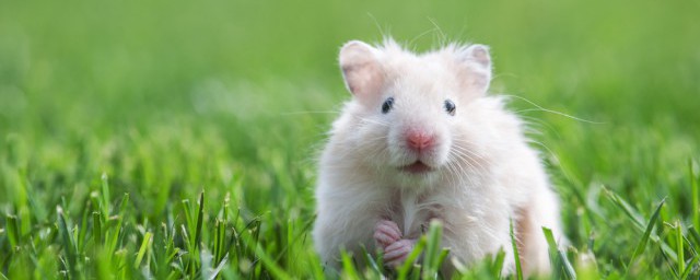 倉鼠應該怎麼養 如何養殖倉鼠