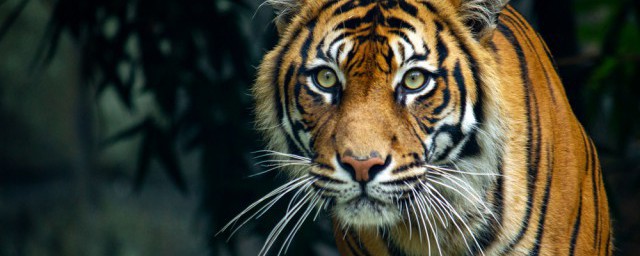 虎的吉祥寓意是什麼 虎象征著什麼