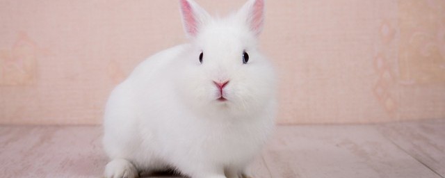 小白兔怎麼養 如何養殖小白兔