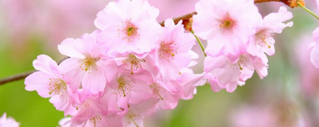 櫻花種子的種植方法 櫻花種子的種植方法介紹
