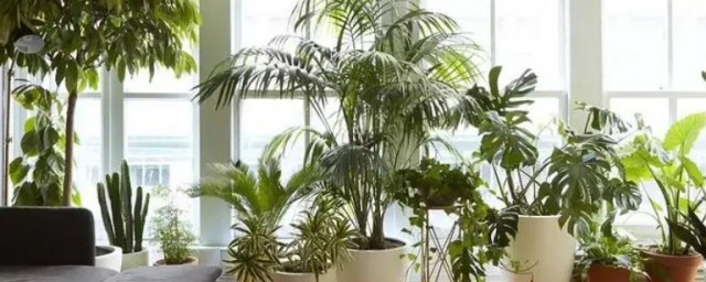 有什麼室內適合養的植物 如下十種植物適合室內養殖