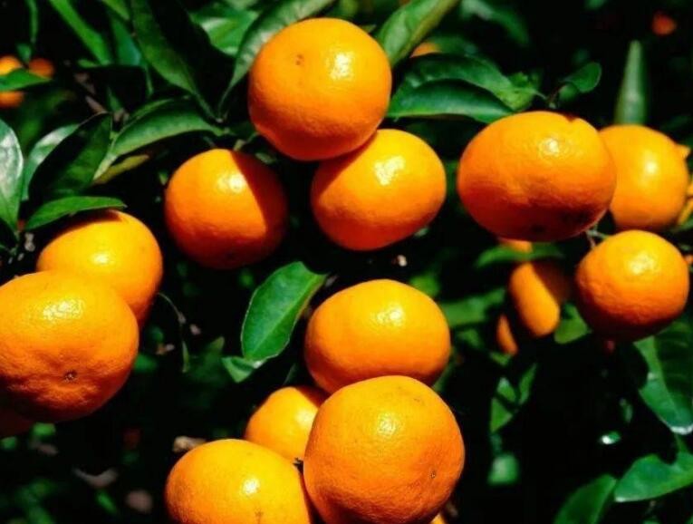 如何挑選好柑橘