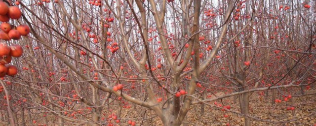 冬紅果和海棠果樹區別 冬紅果和海棠果樹區別介紹