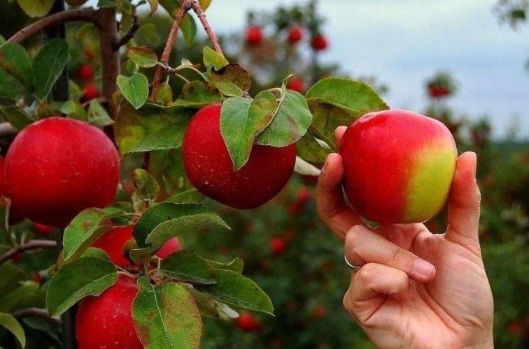 水果蘋果保質期有多久