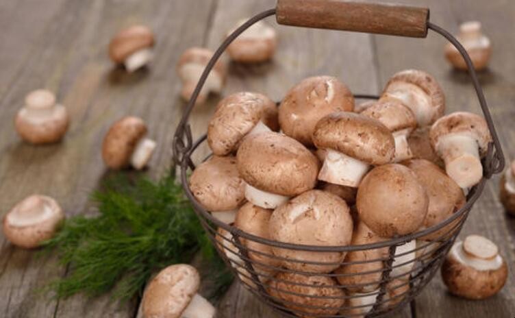 新鮮蘑菇可以直接曬幹嗎