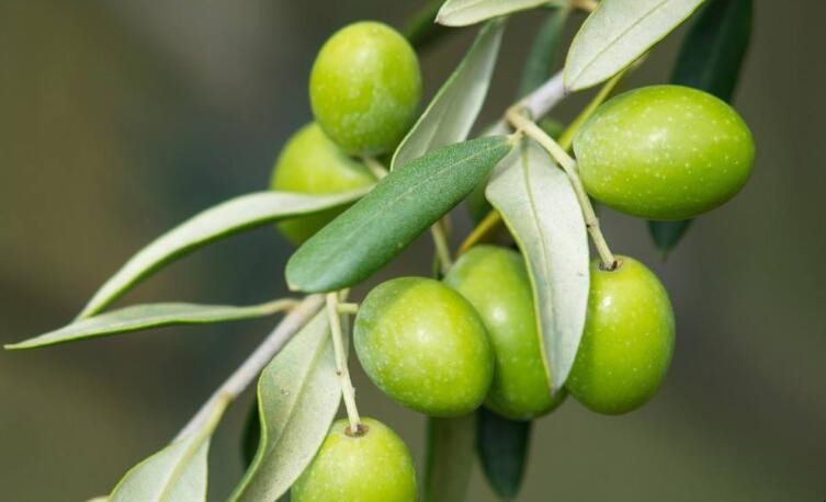 新鮮橄欖的最佳儲存方法是什麼