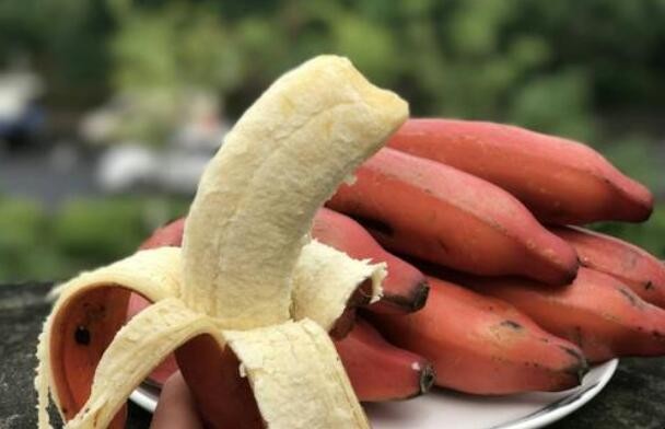 紅香蕉和普通香蕉的區別是什麼