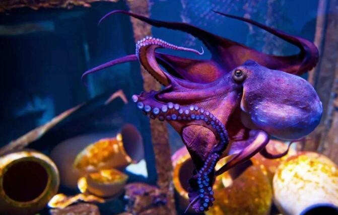 章魚和魷魚的區別是什麼