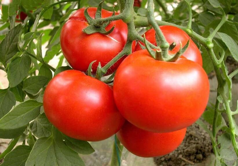 如何分辨催紅的西紅柿