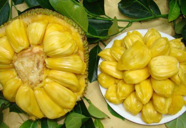 如何判斷菠蘿蜜是否成熟