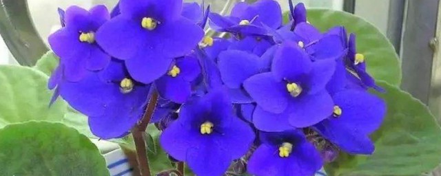 關於紫羅蘭的養殖方法及養護 關於紫羅蘭的養殖方法及養護介紹