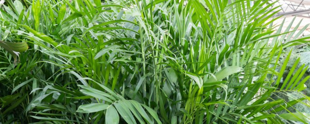 散尾葵的養殖方法和註意事項有哪些 養護散尾葵的技巧和禁忌