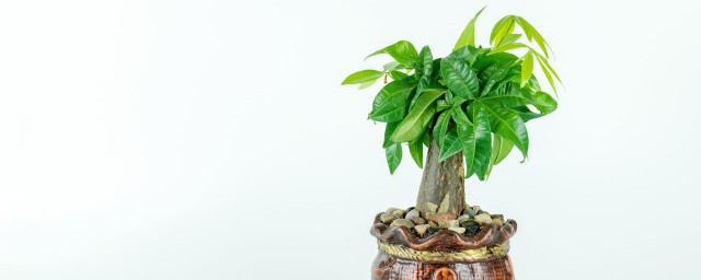 客廳風水植物什麼最好養 客廳最好養風水植物有什麼