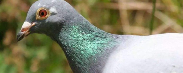 冬季信鴿怎麼養 冬季養殖信鴿的方法