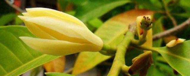 黃果蘭花養殖方法 養護黃果蘭的教程