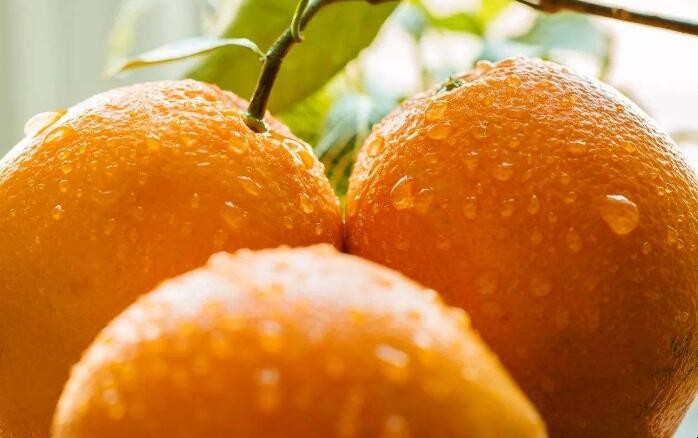 枳子和橙子有什麼區別