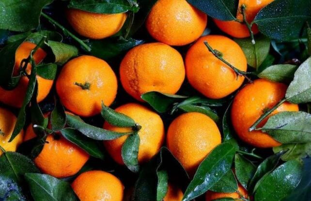 如何挑到甜橘子