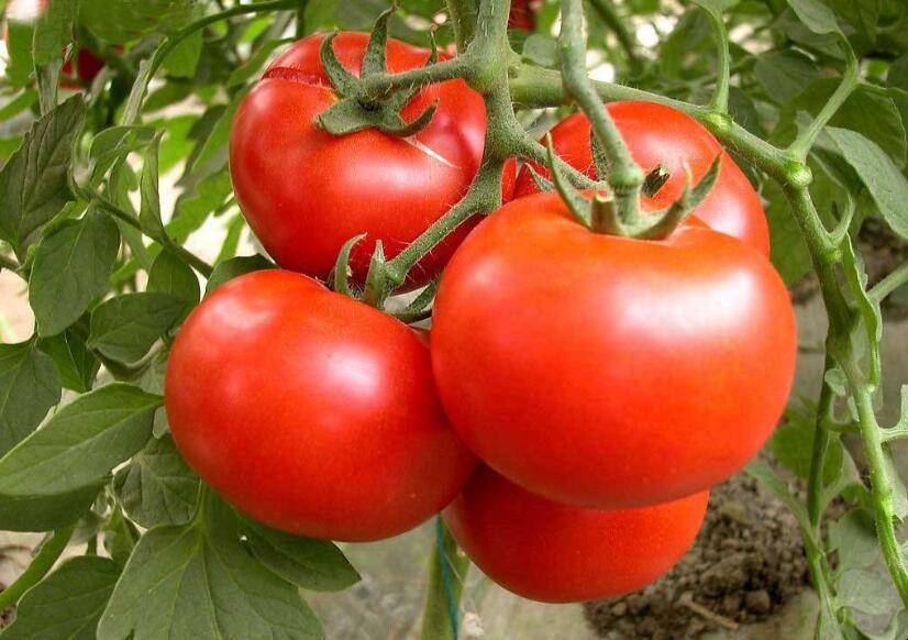 西紅柿怎麼去皮