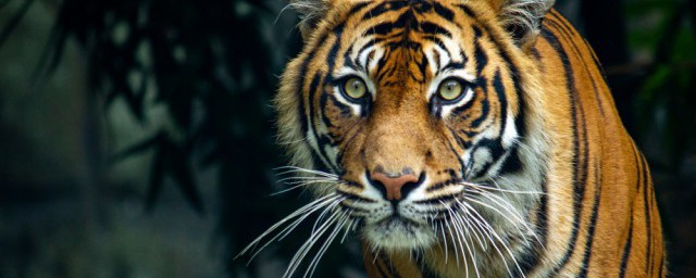 為何屬虎的不怕本命年 屬虎的不怕本命年的原因