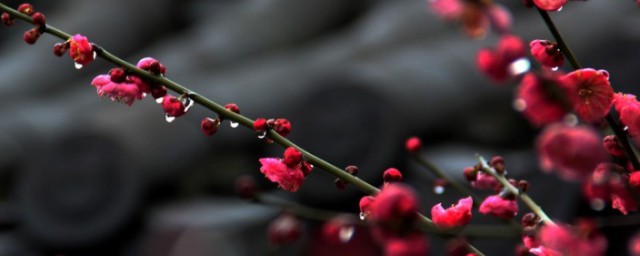 梅花盆栽的養護方法 梅花盆栽的養護方法介紹