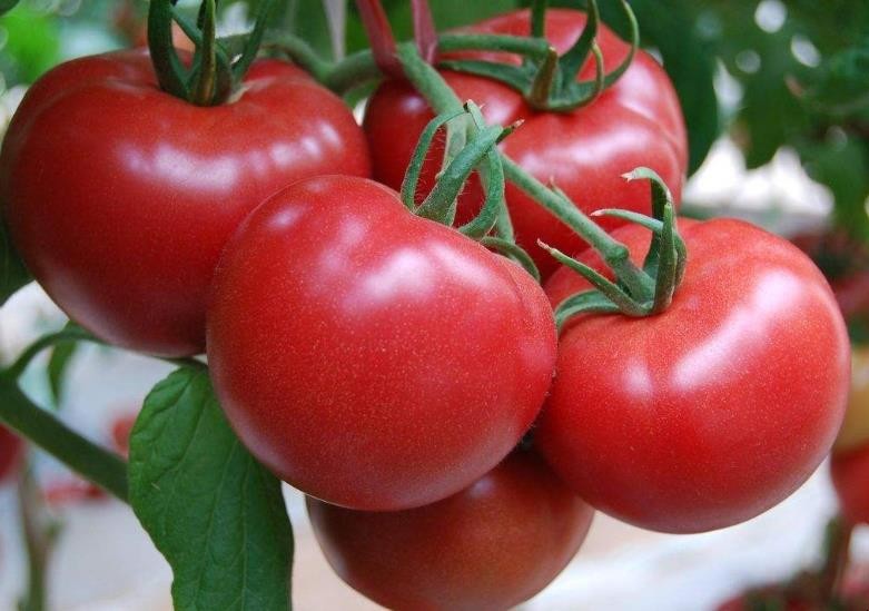 如何挑選番茄