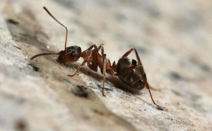 傢裡螞蟻多怎麼清除