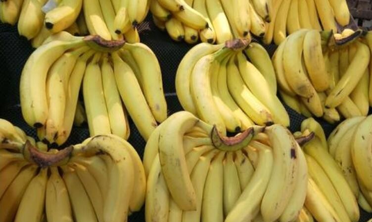 香蕉放冰箱冷藏可以嗎