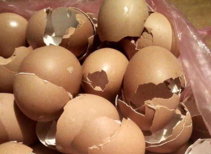 雞蛋殼有什麼用處