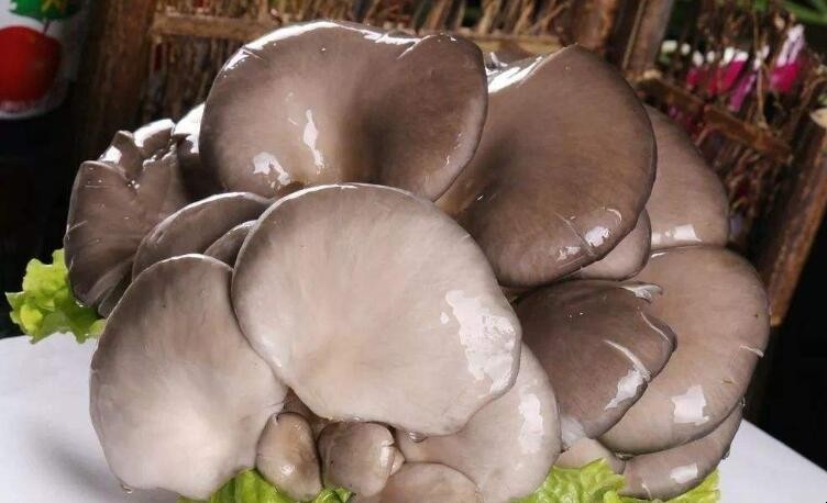 新鮮蘑菇放冰箱冷藏能放幾天