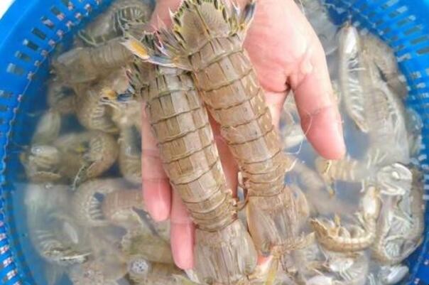 活皮皮蝦怎麼保存