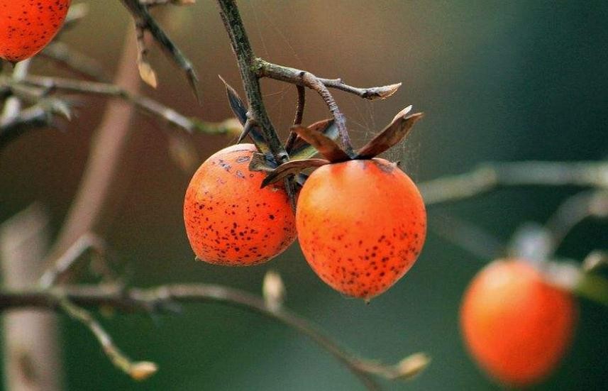 老鴉柿果實可以吃嗎