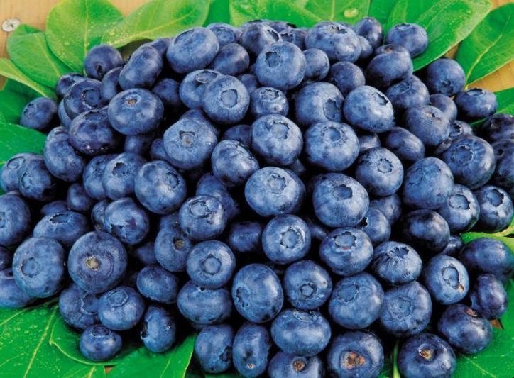 藍莓保存方法有哪些