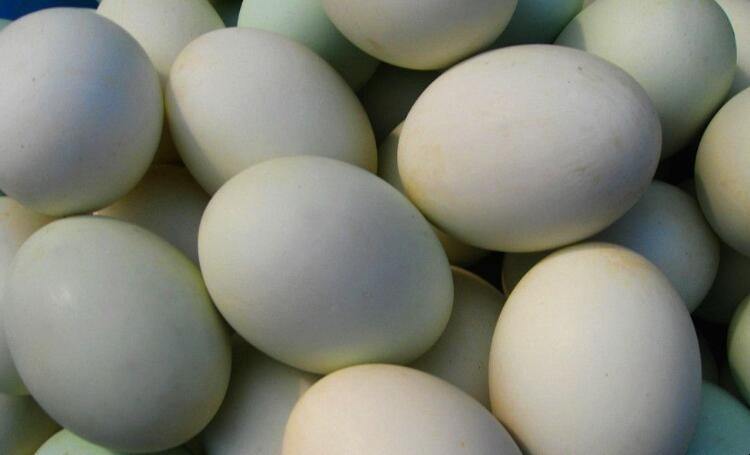 識別假鴨蛋的方法有什麼