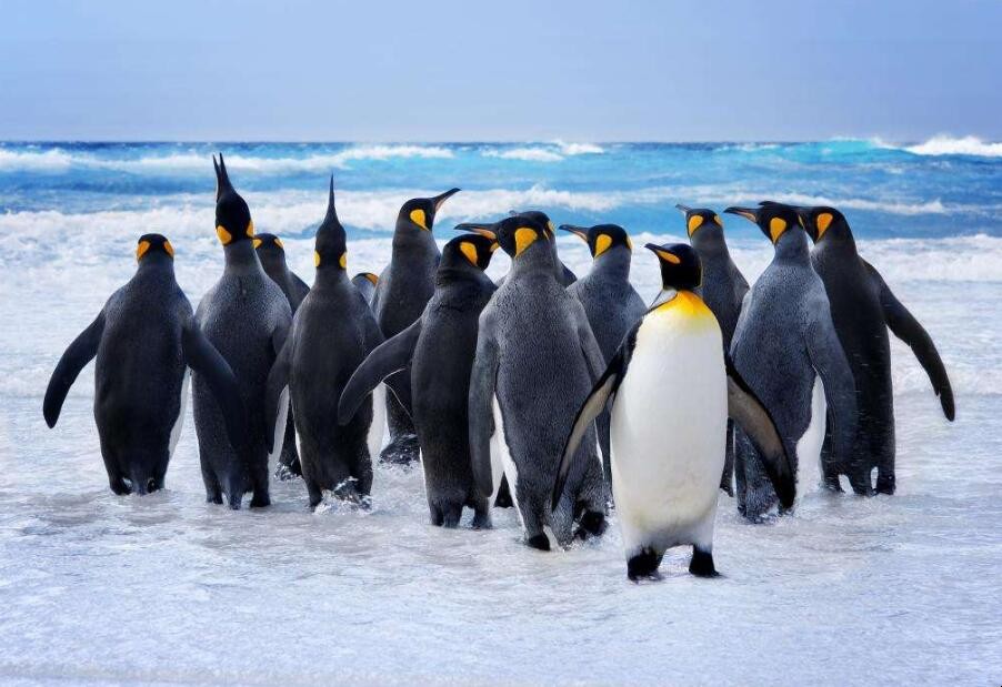企鵝生活在哪裡