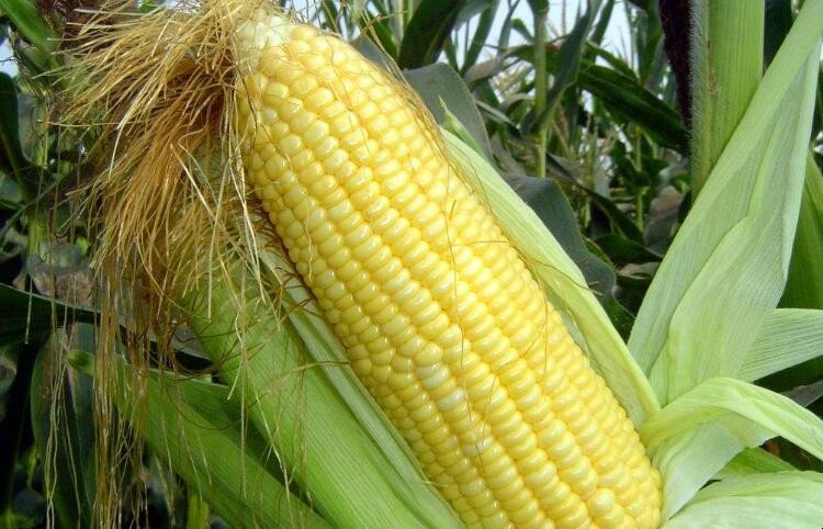 新鮮玉米如何長期保存