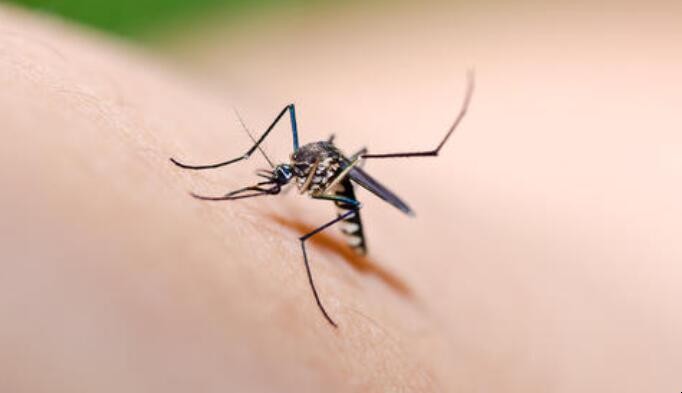 如何驅蚊防蚊