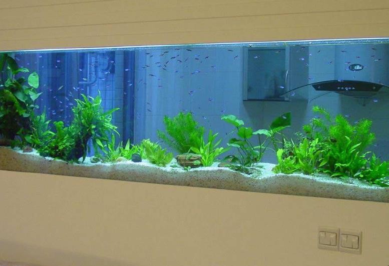 生態水族箱與魚缸有什麼區別