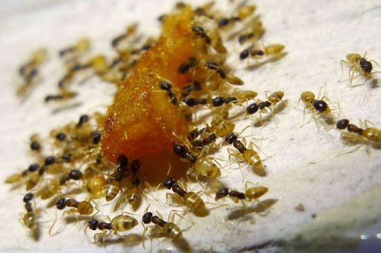 消除小黃傢蟻有哪些小妙招