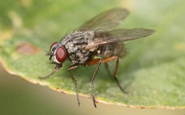 長期驅趕蒼蠅的辦法有哪些