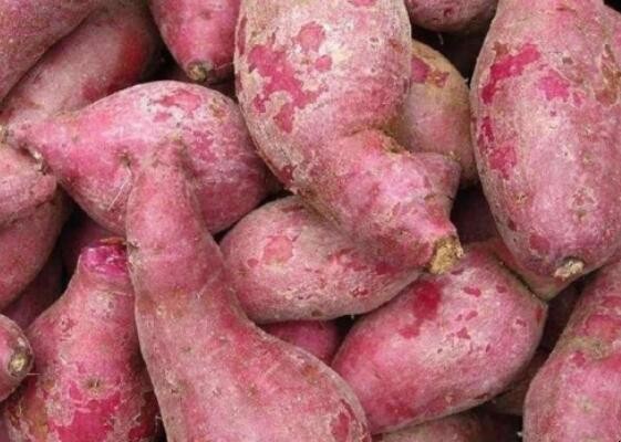 拔絲紅薯紫薯的做法是什麼