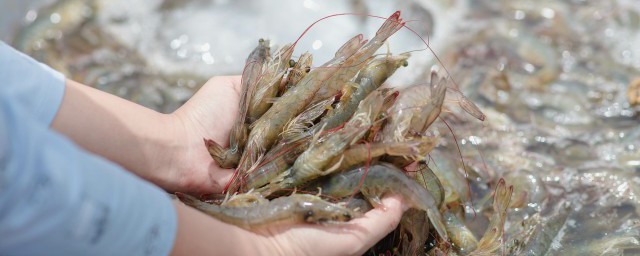淡水蝦怎麼洗 淡水蝦如何洗