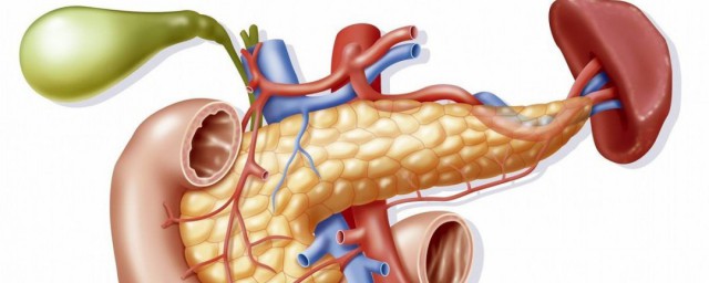 胰腺怎麼讀 胰腺在人體的哪個部位