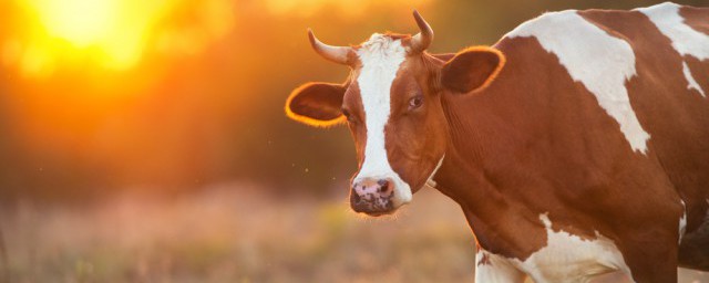 牛象征意義及寓意 牛代表什麼