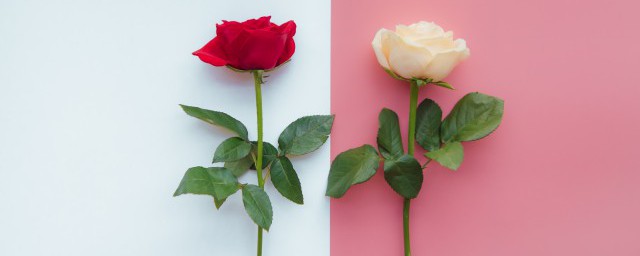 白玫瑰的寓意象征意義 白玫瑰的寓意象征意義是什麼